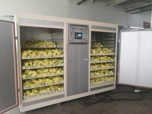 Тестирование нового продукции сушильная машина